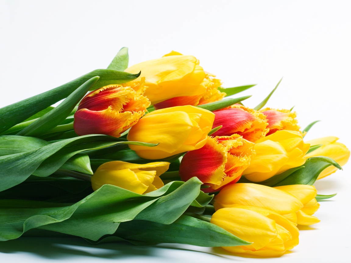 Большой букет желтых тюльпаном на белом фоне