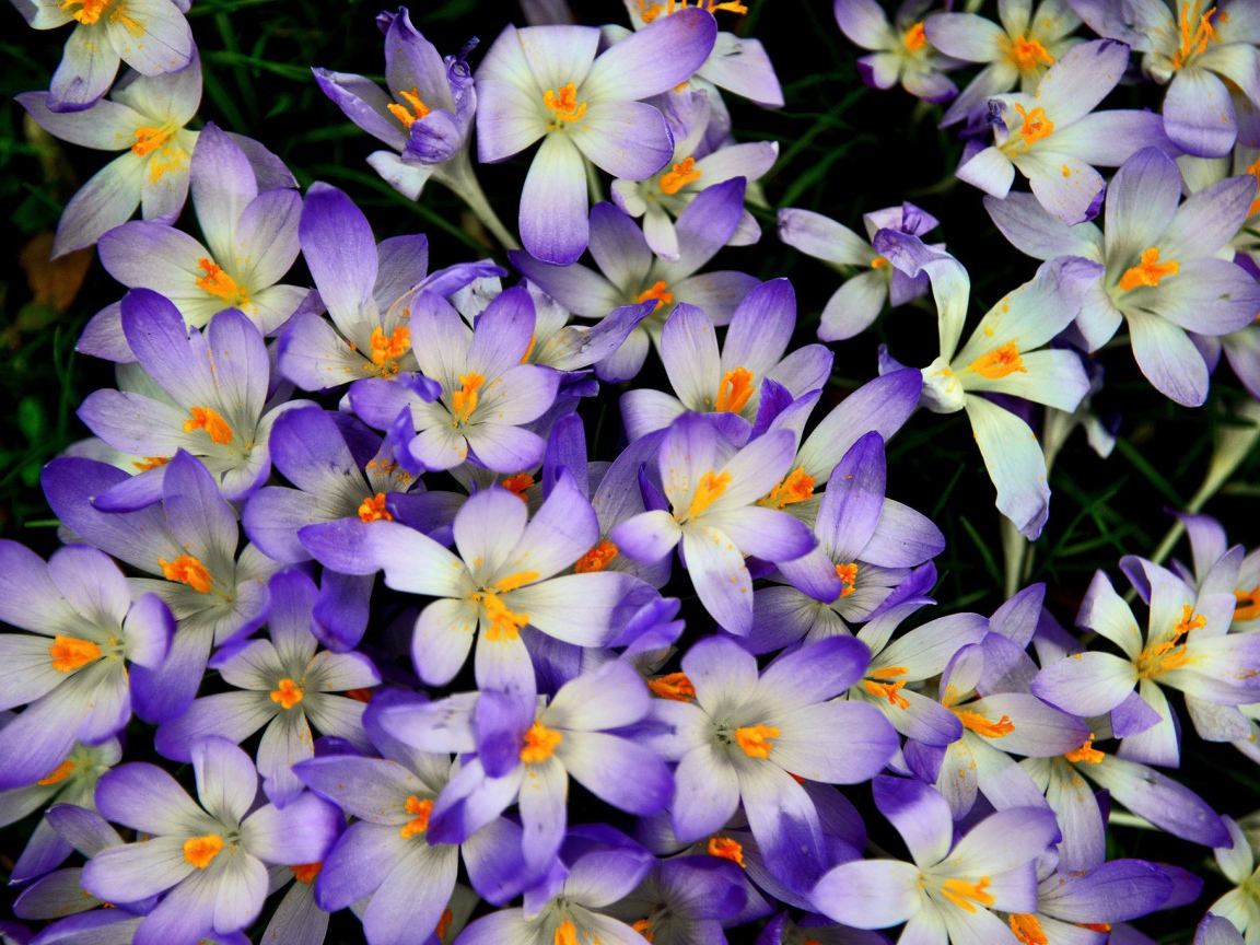 Много сиреневых крокусов крупным планом