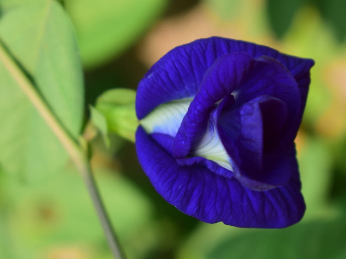 Красивый нежный синий цветок ипомеи 
