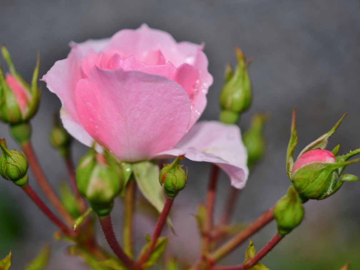 Красивые нежные розовые розы с бутонами крупным планом