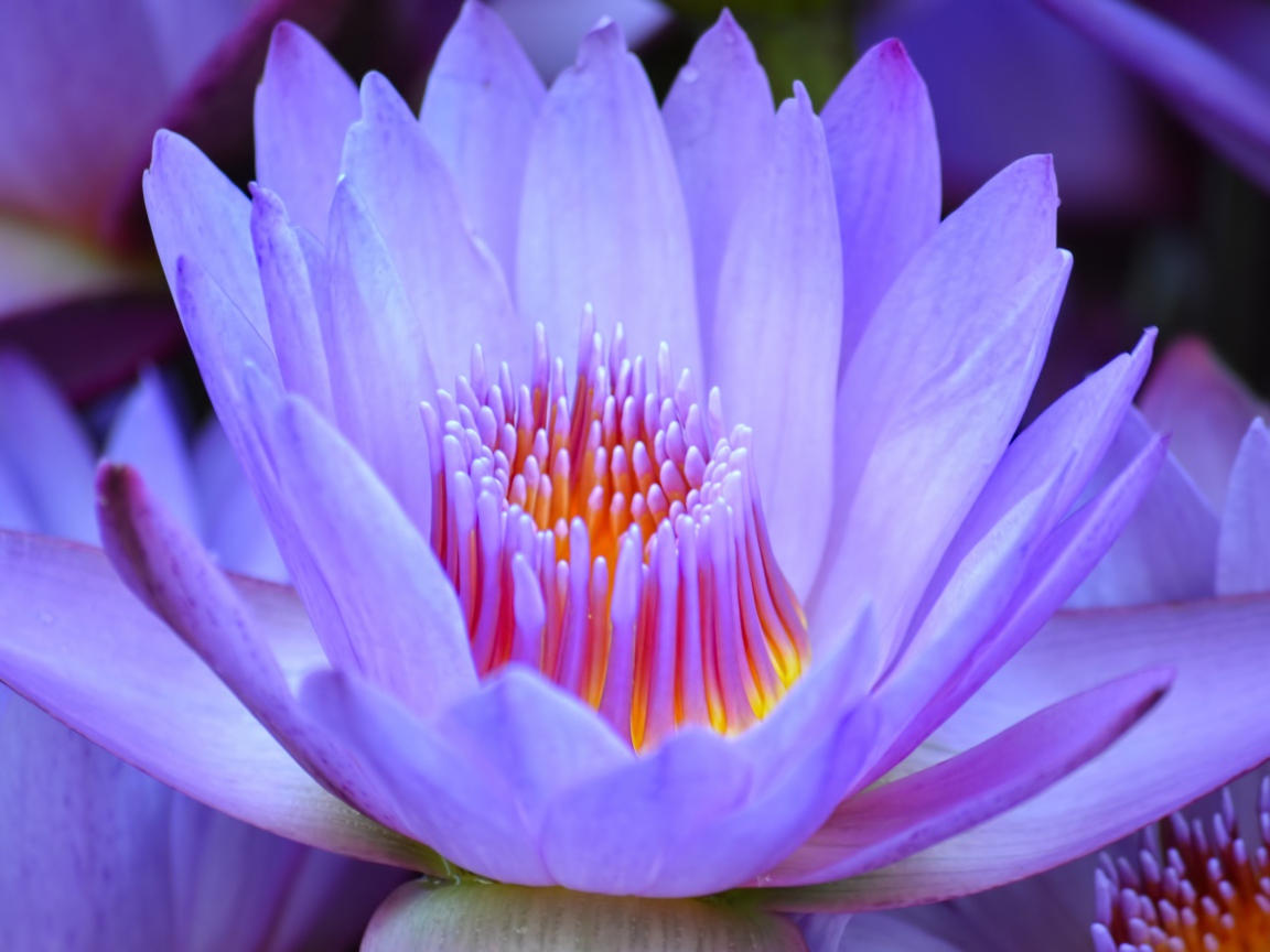 Красивый нежный фиолетовый цветок лотоса крупным планом 