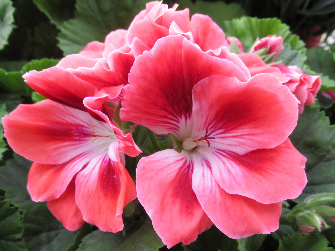 Красивый комнатный цветок герань с розовыми цветами