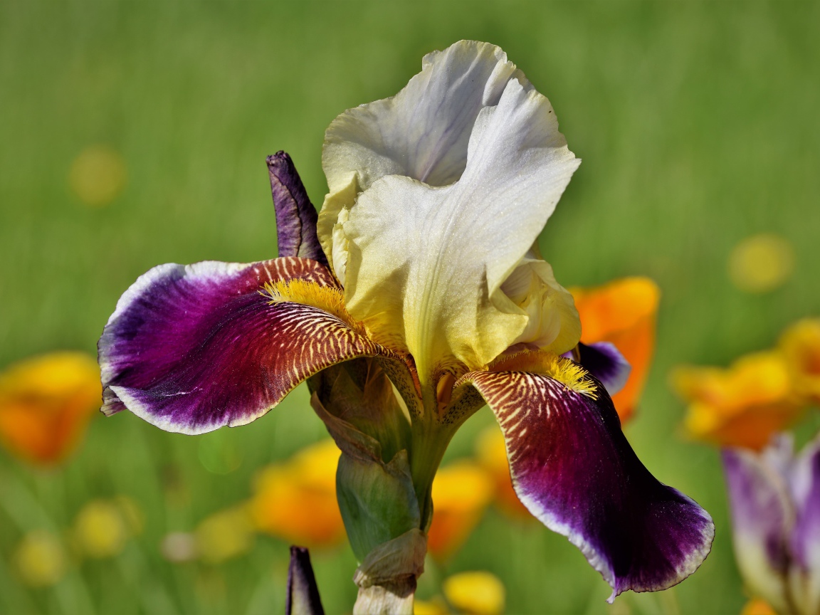 Красивый сиреневый цветок ириса крупным планом