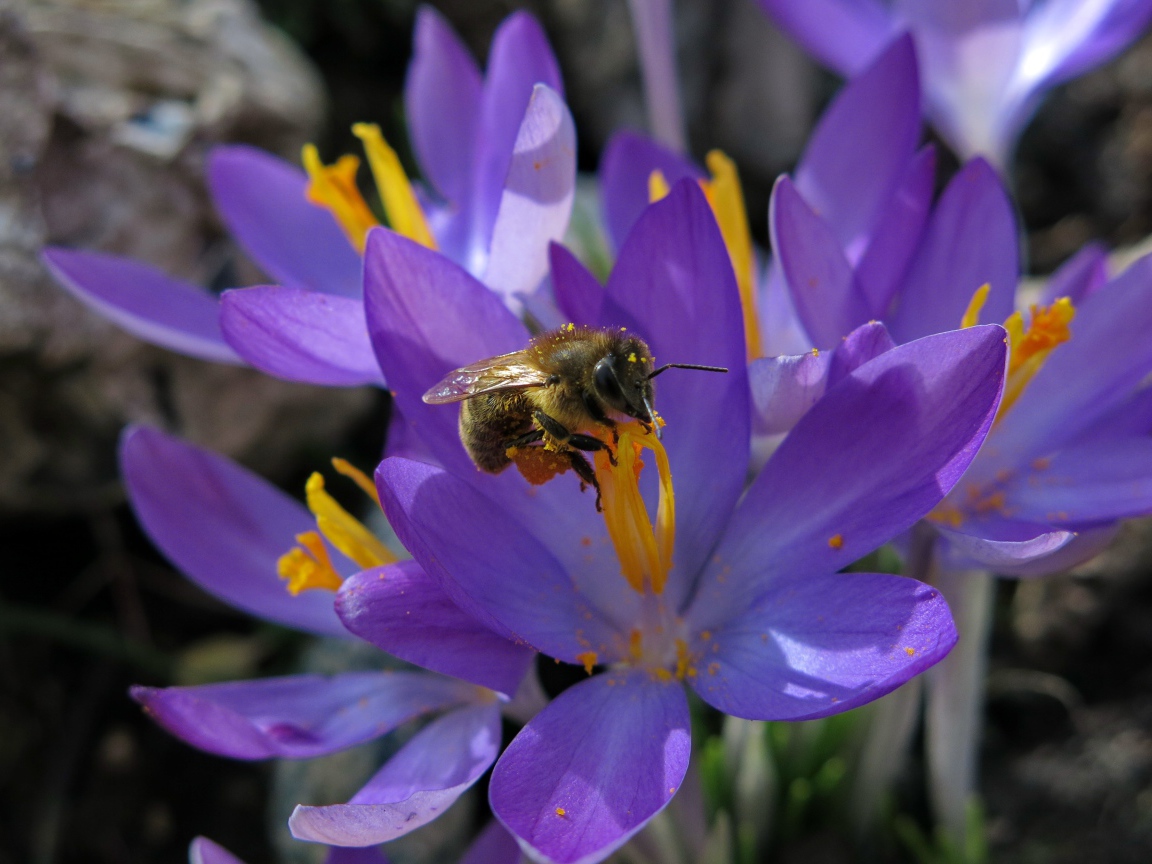 Красивые маленькие нежные сиреневые крокусы с пчелой 