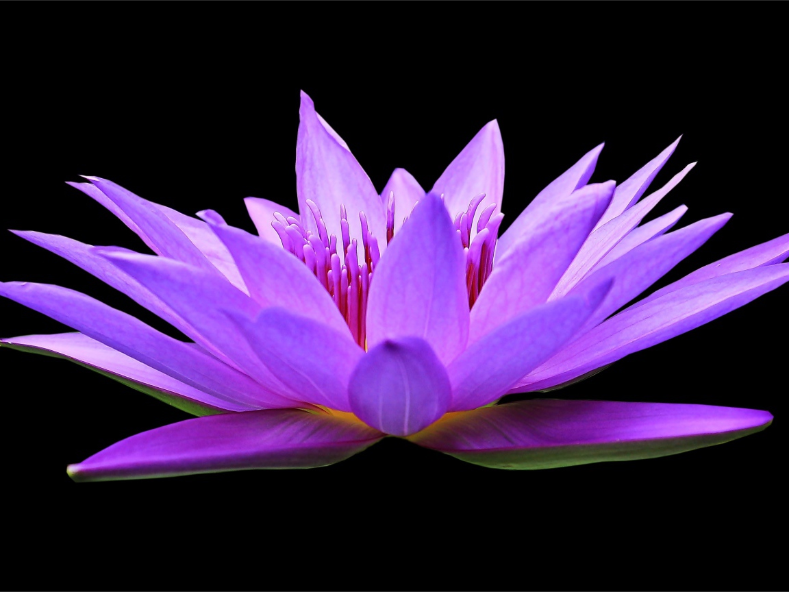 Красивый цветок лотоса на черном фоне крупным планом