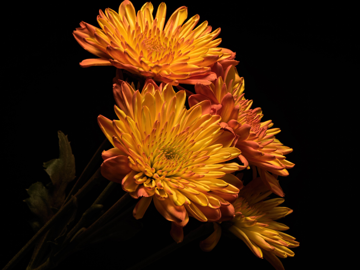 Красивые оранжевые хризантемы на черном фоне