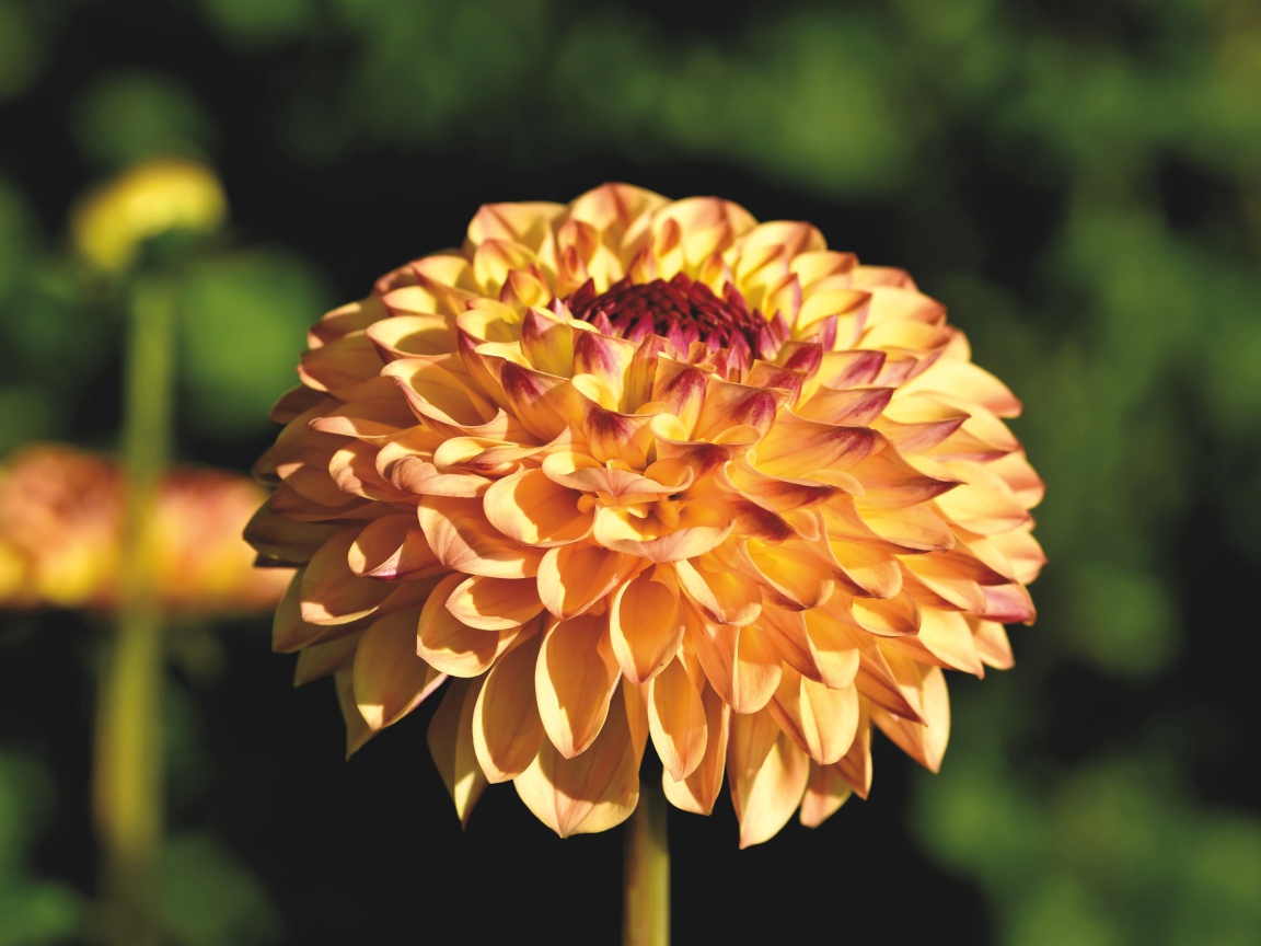 Красивая оранжевая георгина крупным планом на клумбе 