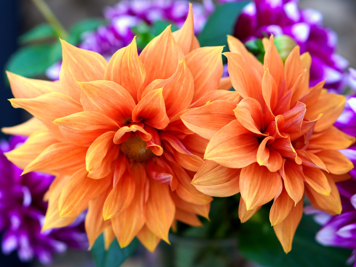 Красивые оранжевые георгины крупным планом