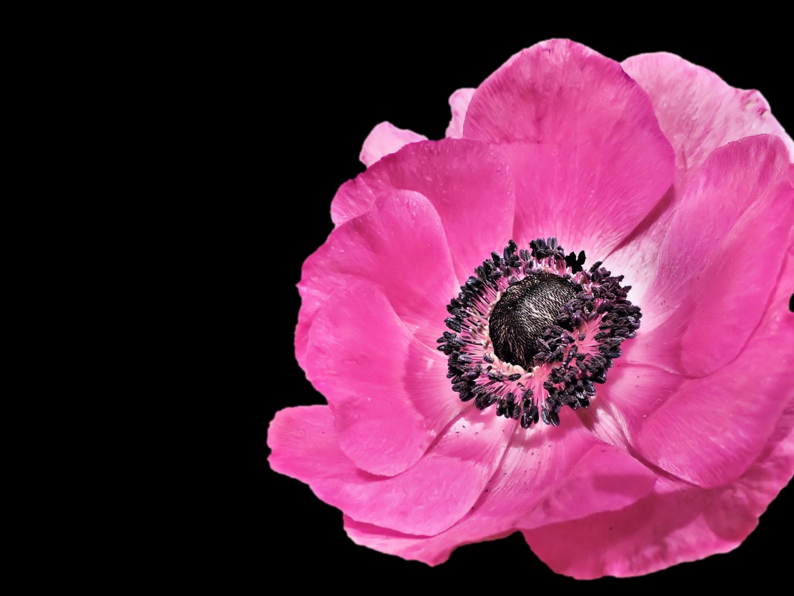 Красивый розовый цветок анемона на черном фоне 