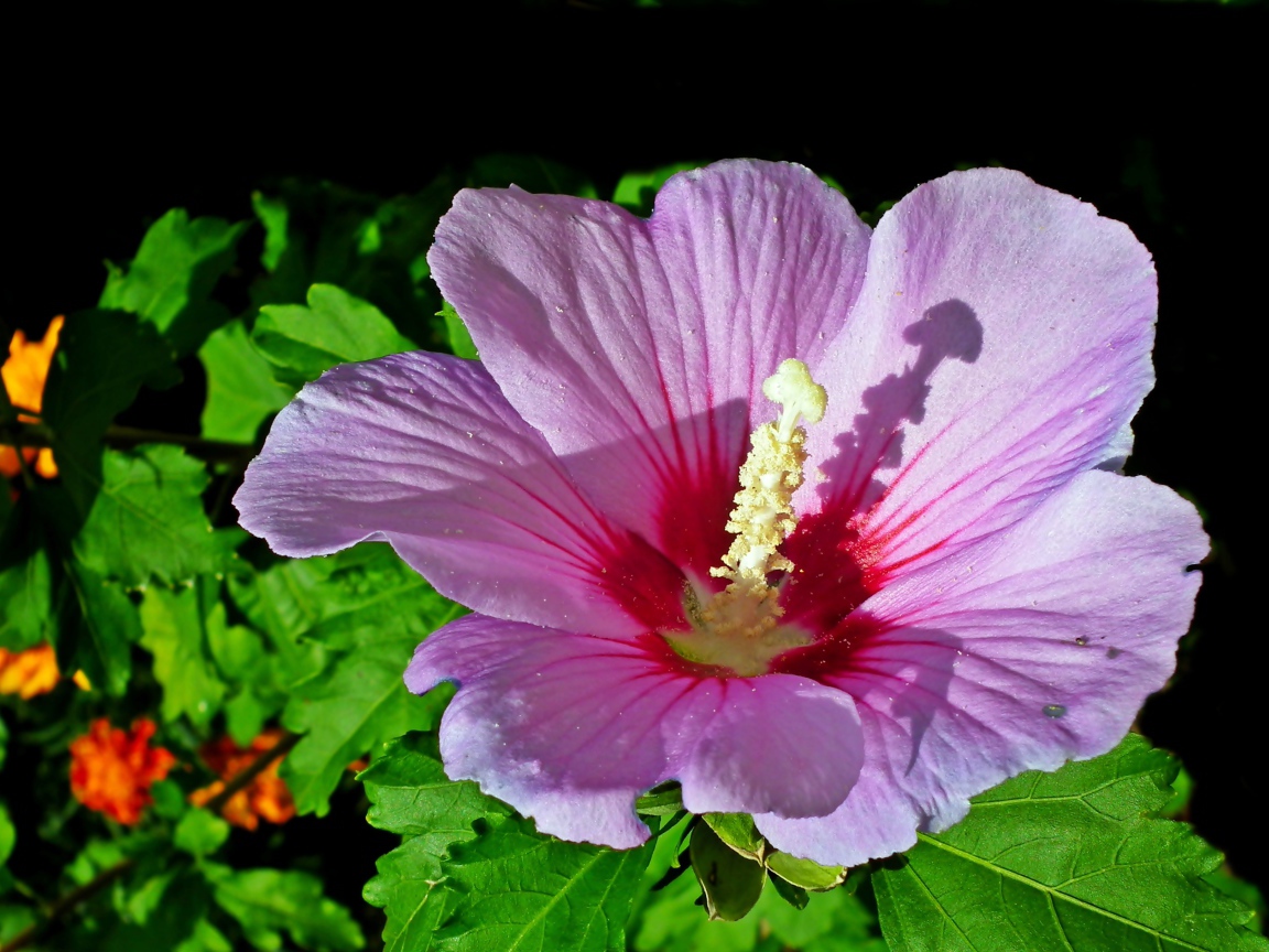 Красивый розовый цветок гибискуса с зелеными листьями