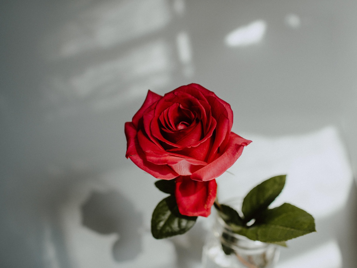 Красивый цветок красной розы в вазе на сером фоне