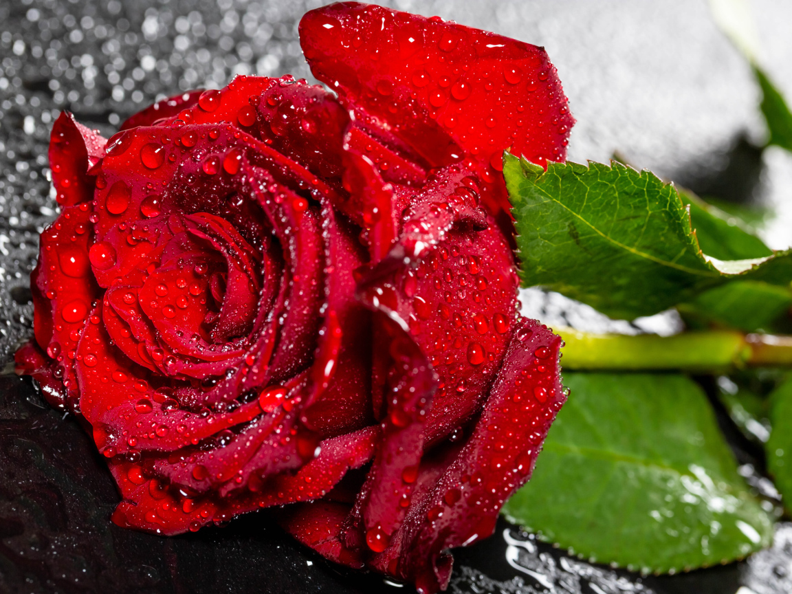 Красивая алая роза в каплях воды на черном поверхности 