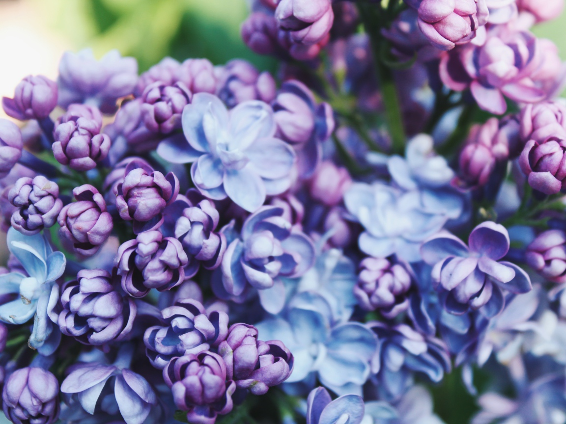 Красивые весенние цветы сирени крупным планом 