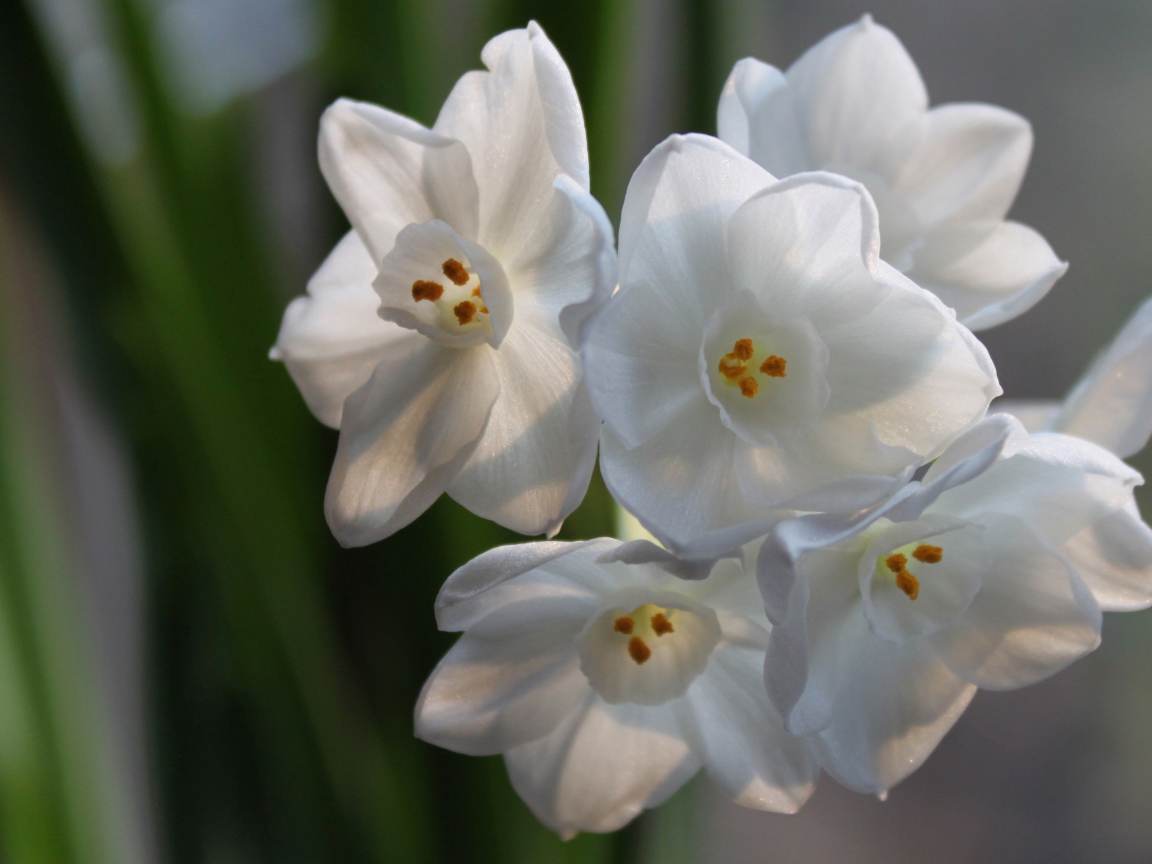 Красивые белые цветы амариллиса на ветке