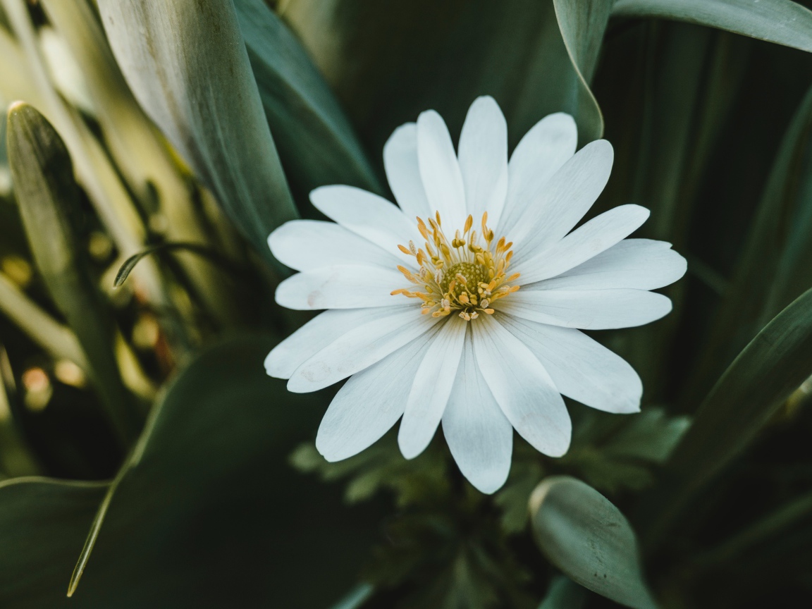 Красивый белый цветок остеоспермум с зелеными листьями