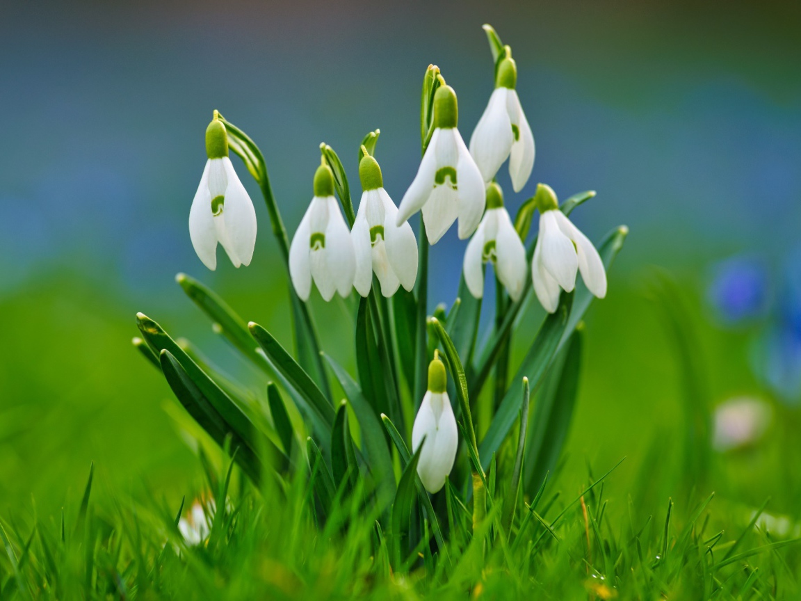 Красивые белые весенние подснежники в зеленой траве