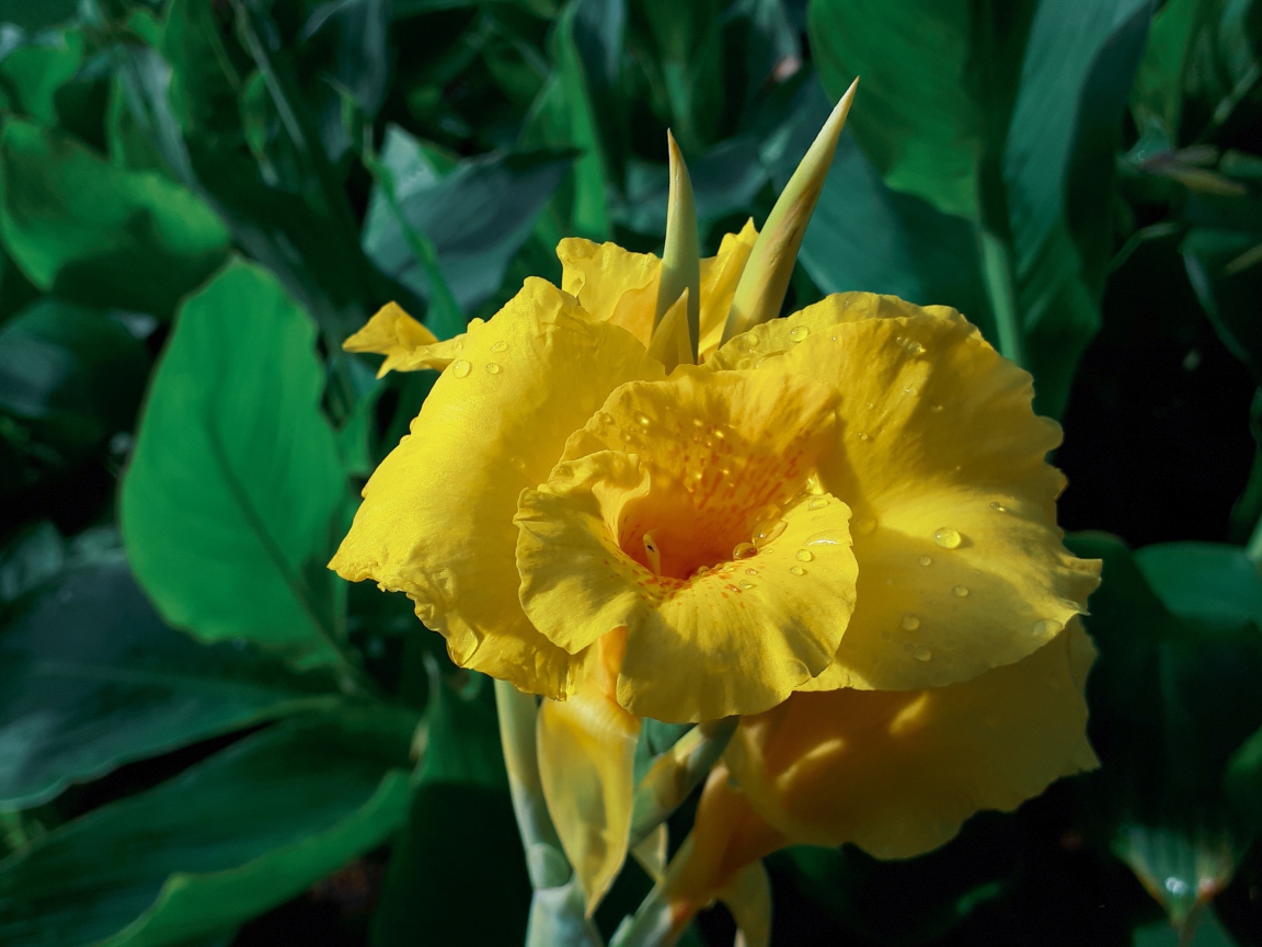 Красивый желтый цветок гладиолуса в каплях росы 
