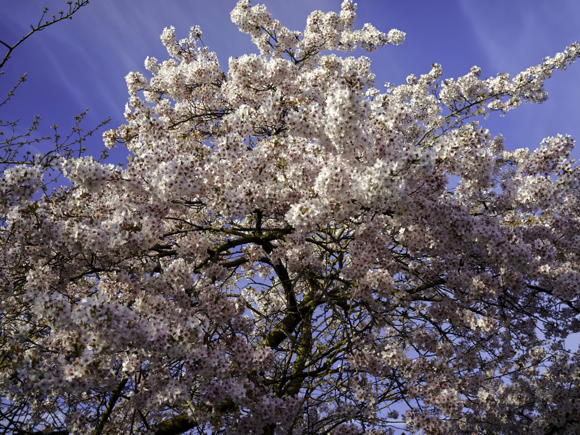 Большое дерево в розовыми цветами на фоне голубого неба 