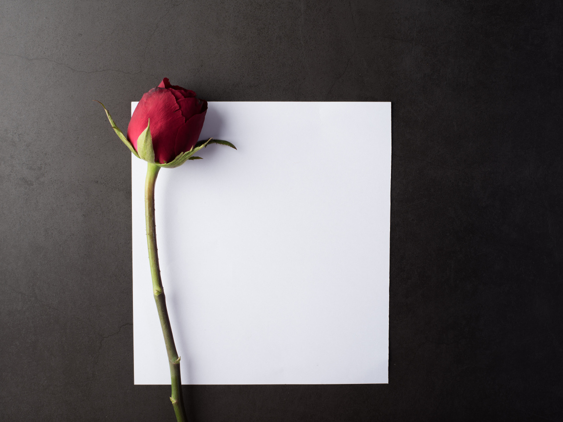 Чистый белый лист с красной розой на сером столе