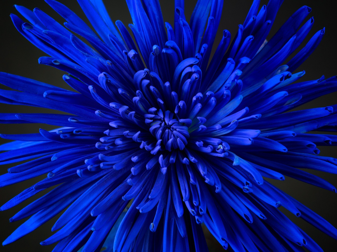 Синий цветок астры крупным планом