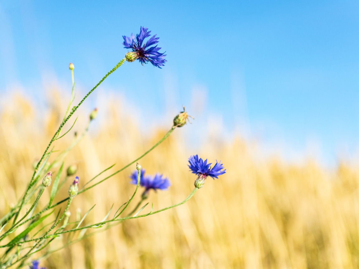 Синие васильки с бутонами на поле 