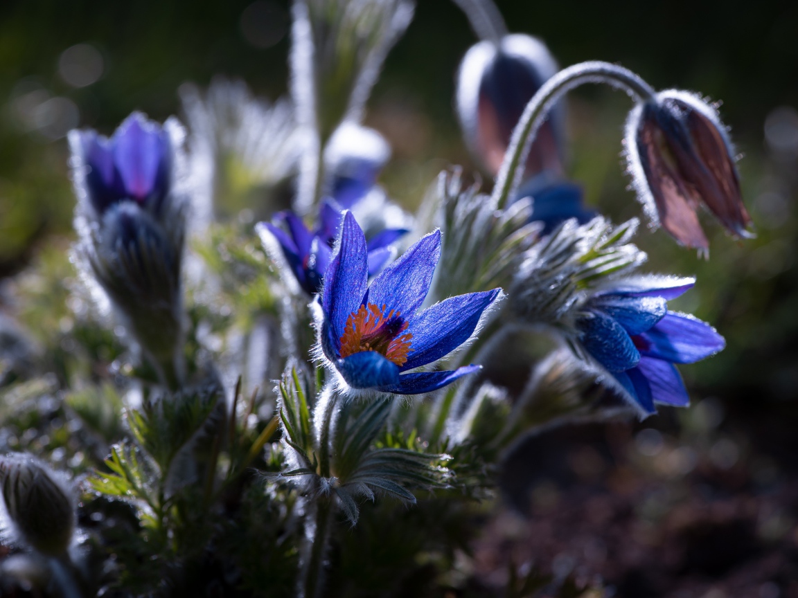 Синие цветы прострел с бутонами в лучах солнца