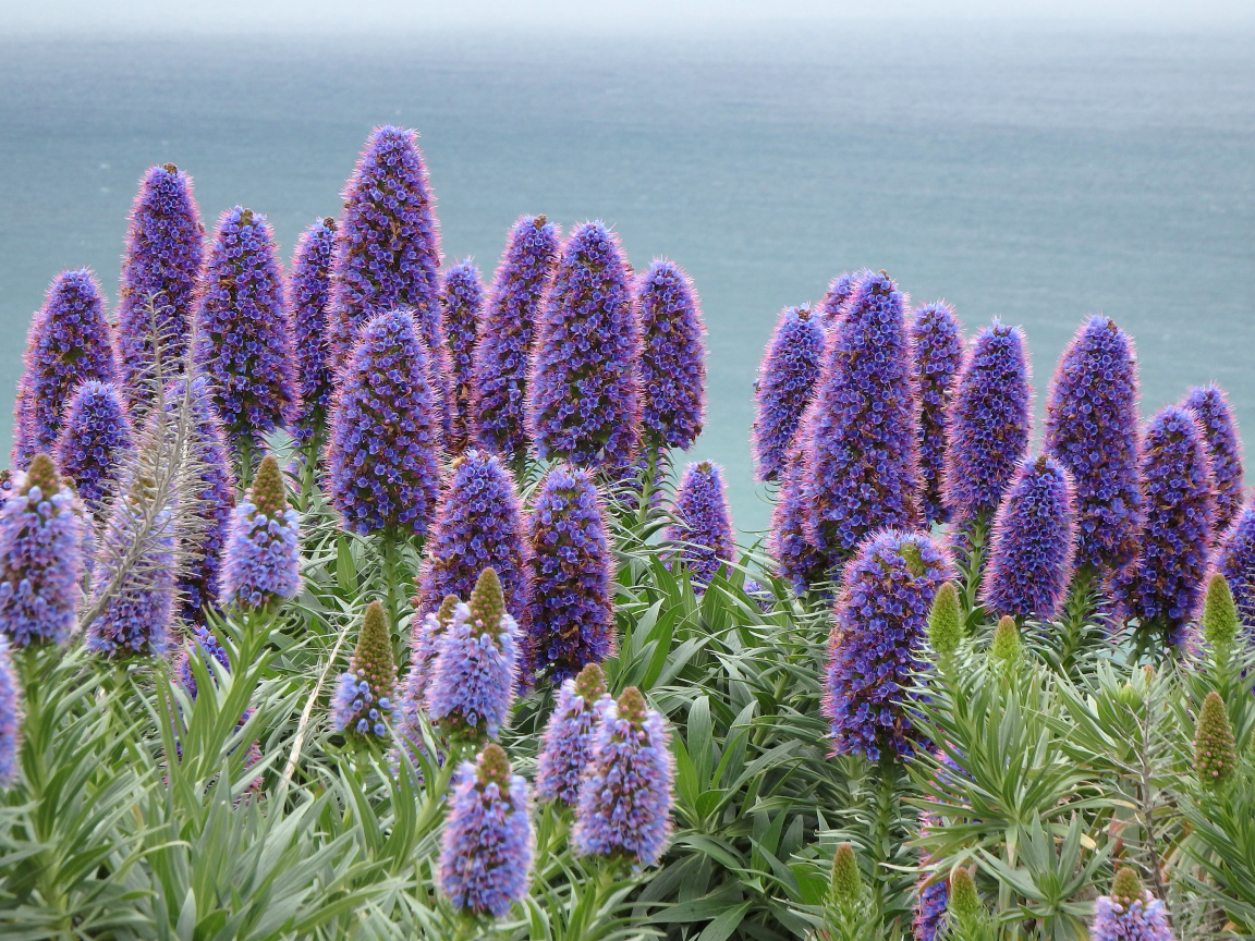 Синие полевые цветы синяк