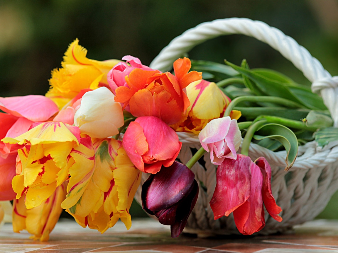 Букет красивых разноцветных тюльпанов в корзине 