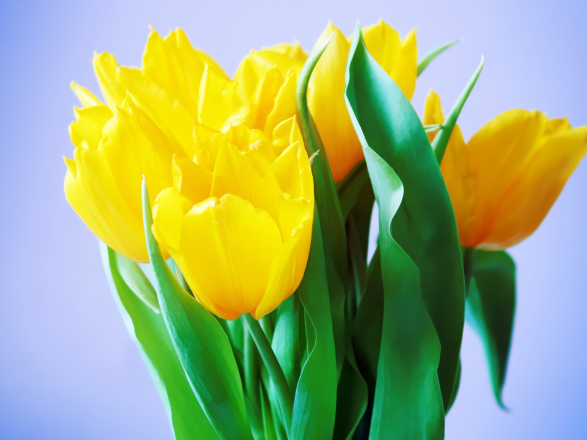 Bouquet of delicate yellow tulips on a blue background
