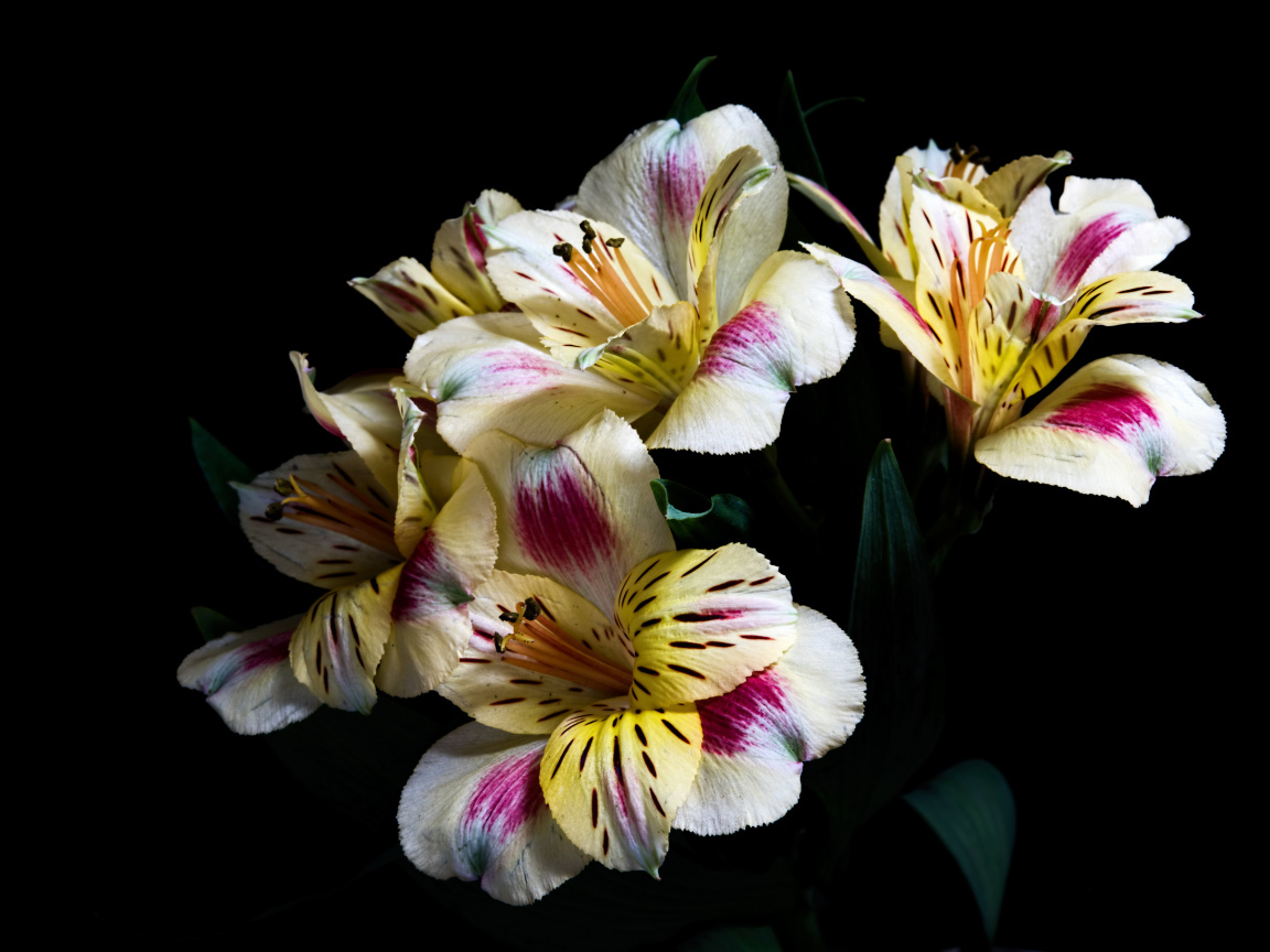 Букет цветов Альстрёмерия на черном фоне