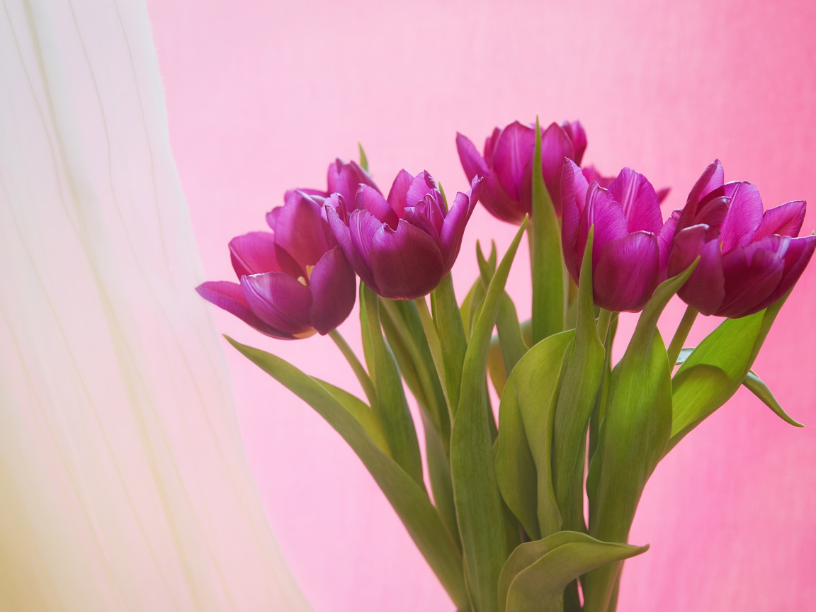 Букет сиреневых тюльпанов на розовом фоне