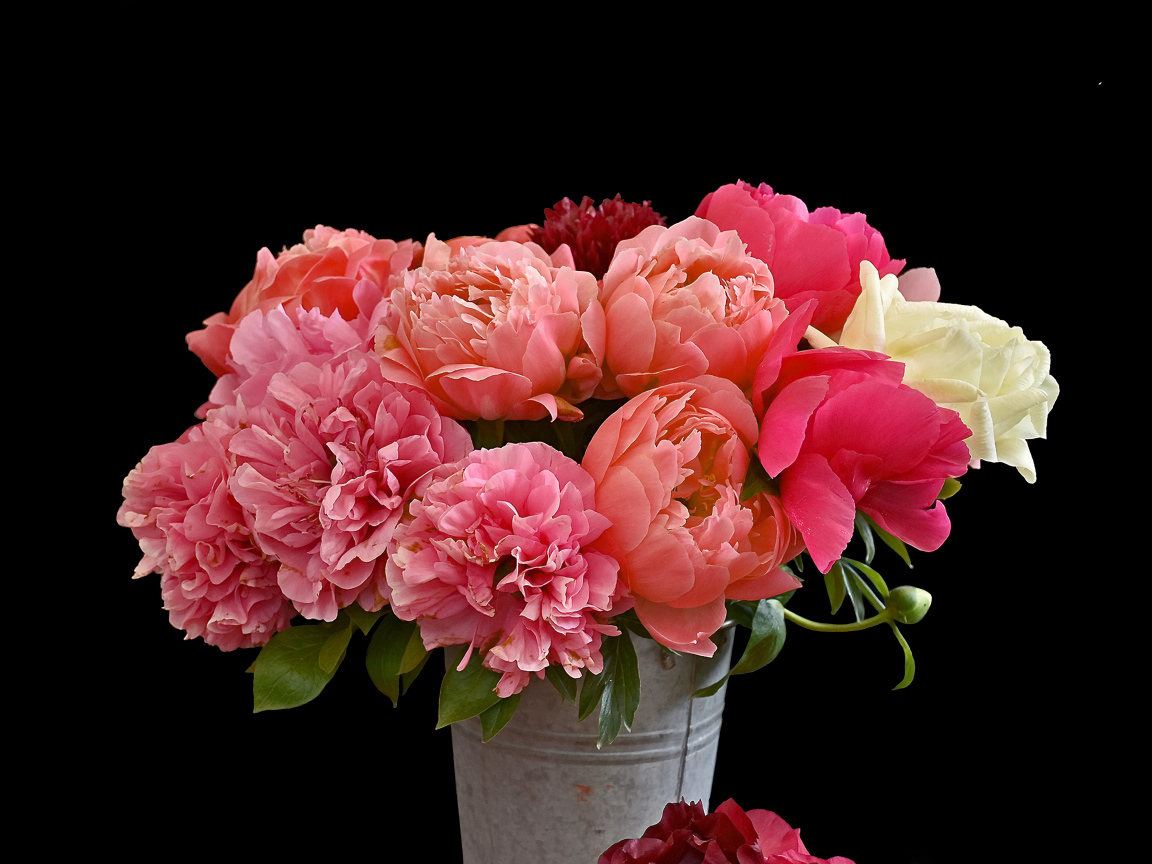 Bouquet of multi-colored peonies in a bucket on a black background