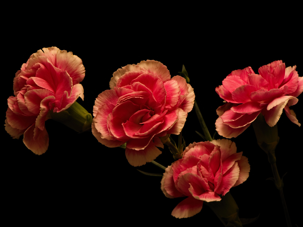 Букет розовых гвоздик на черном фоне