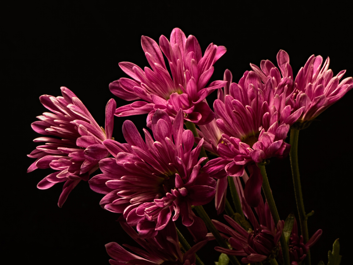 Букет розовых хризантем на черном фоне крупным планом