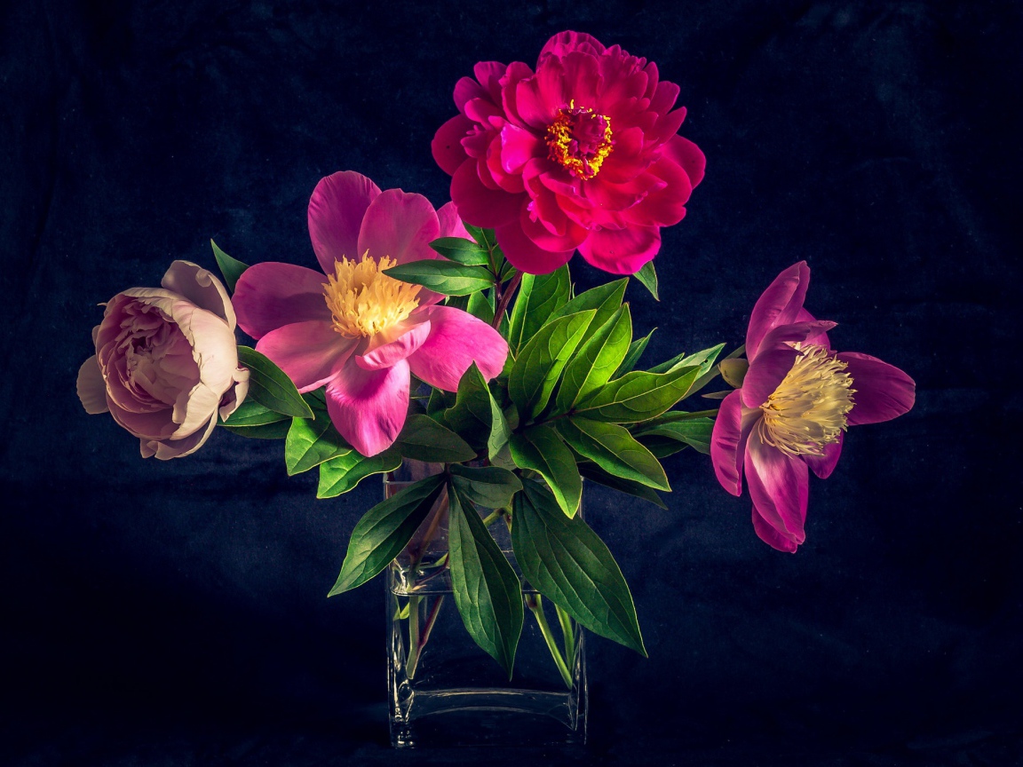 Букет розовых пионов в вазе на черном фоне