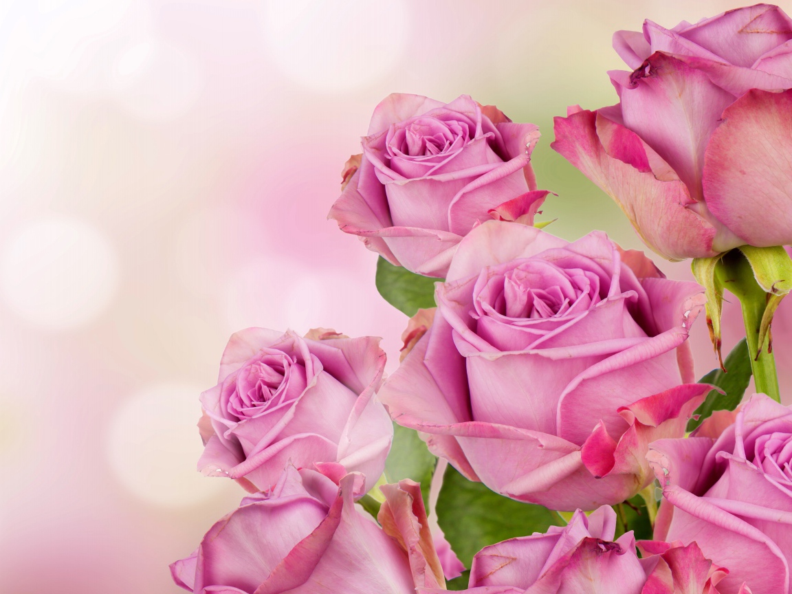 Букет розовых роз на размытом фоне