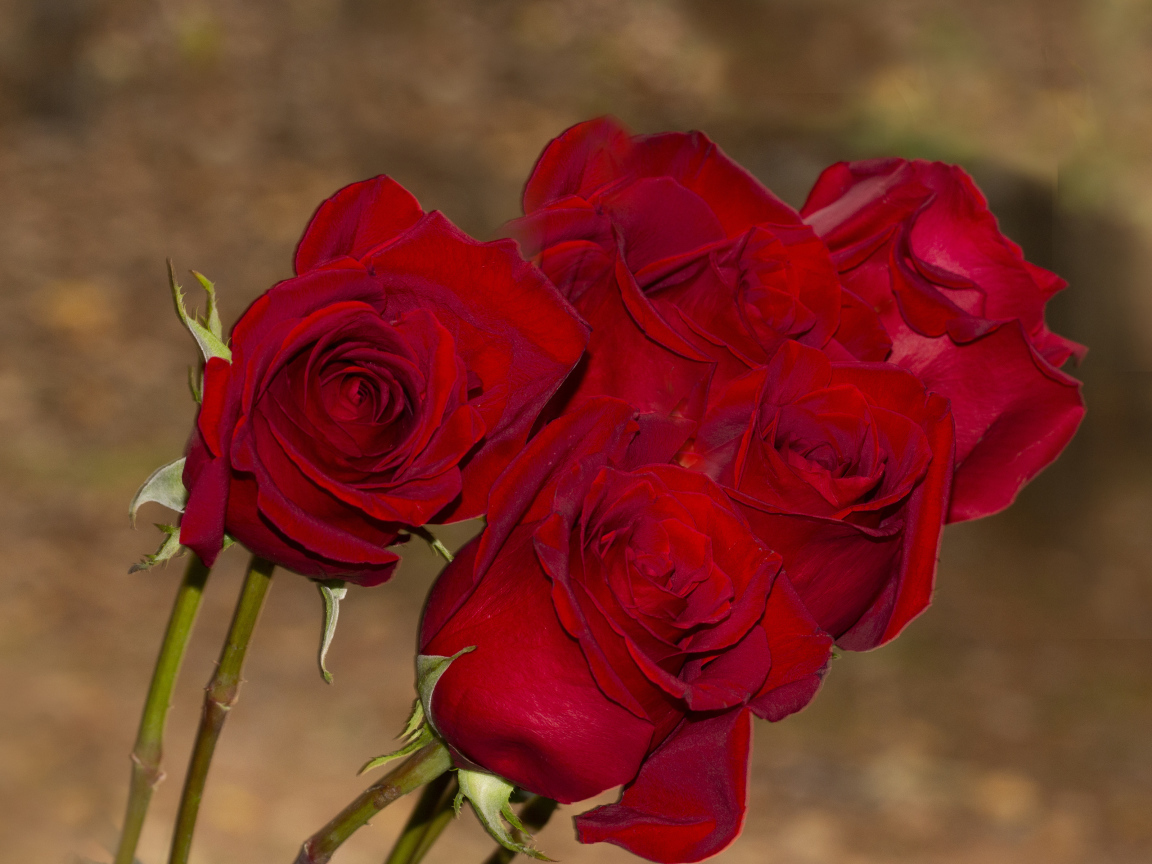 Букет алых роз крупным планом