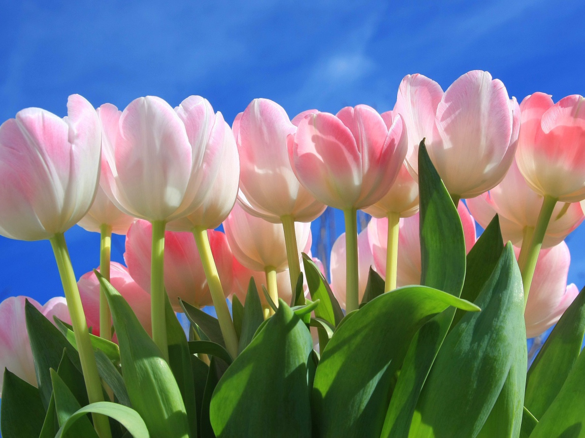 Букет нежных розовых тюльпанов на фоне голубого неба 