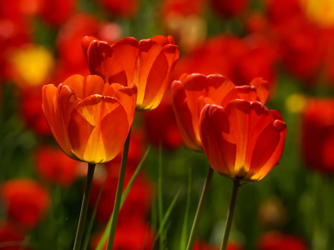 Яркие алые тюльпаны в лучах солнца весной 