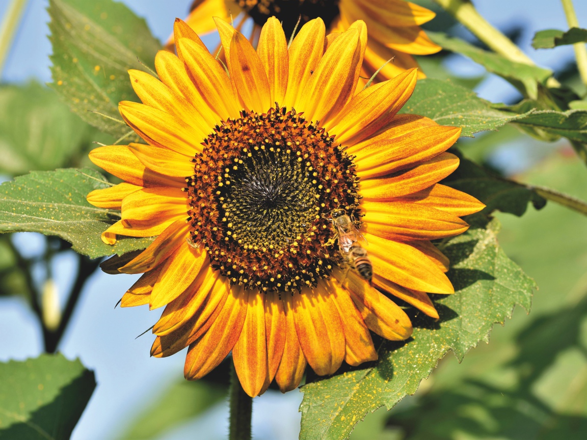 Яркий желтый подсолнух с зелеными листьями в лучах солнца