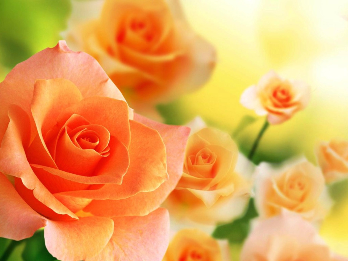 Нежные кремовые розы крупным планом