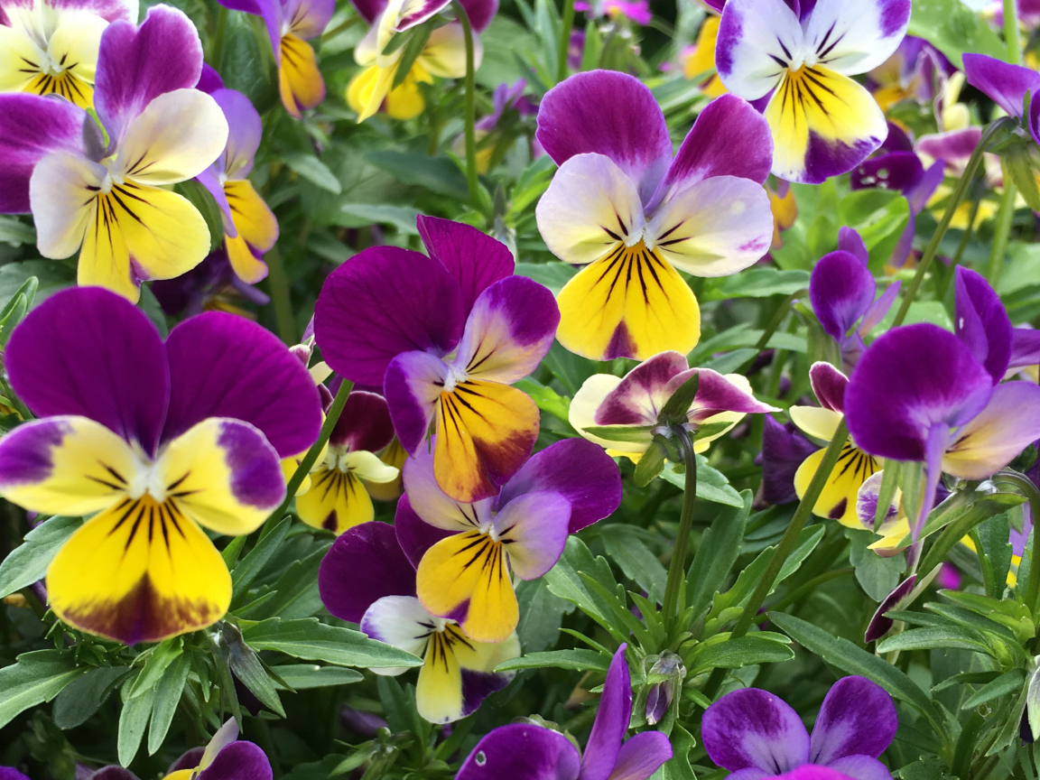 Нежные садовые цветы анютины глазки на клумбе 