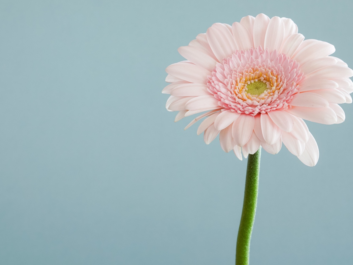 Нежная розовая гербера на сером фоне 