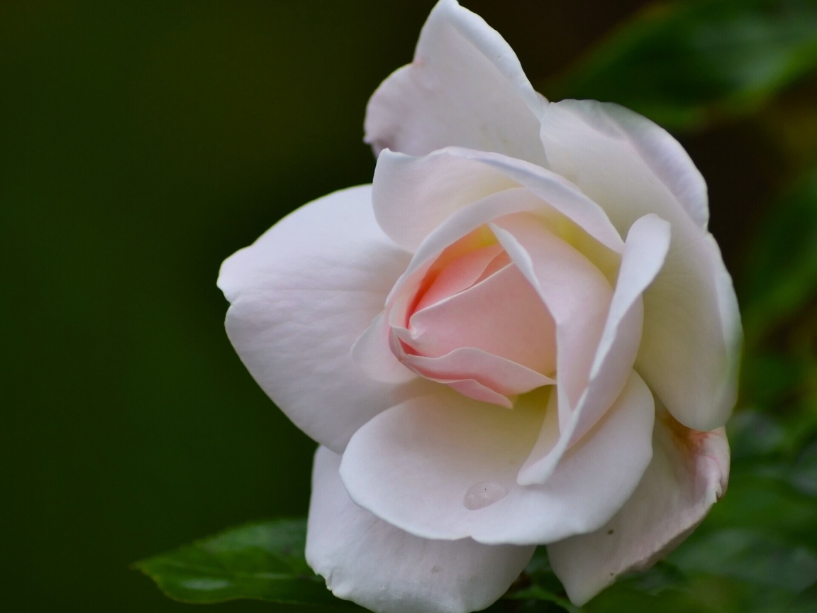 Нежные лепестки розовой розы крупным планом 