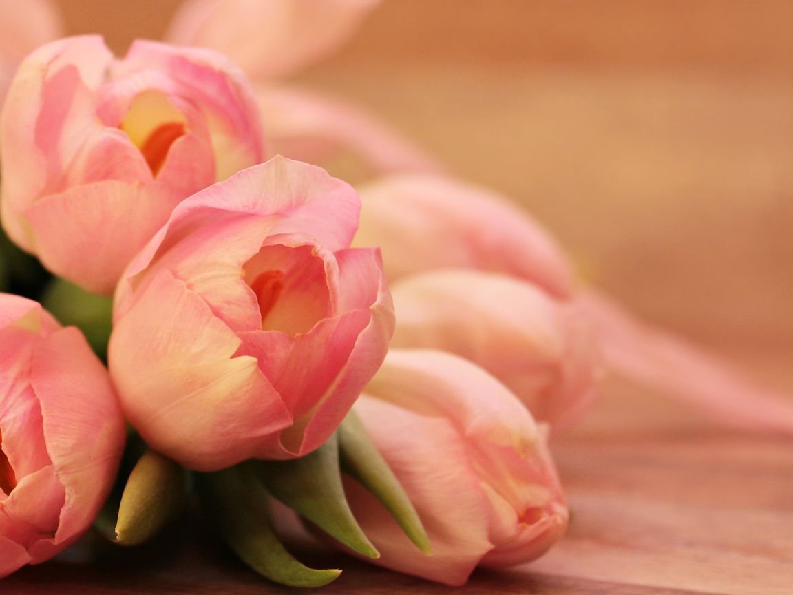 Нежные весенние розовые тюльпаны
