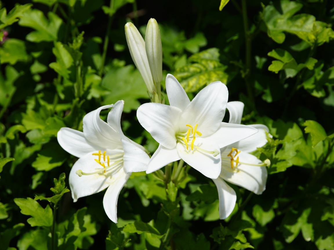 Нежные белые лилии с бутонами на клумбе 