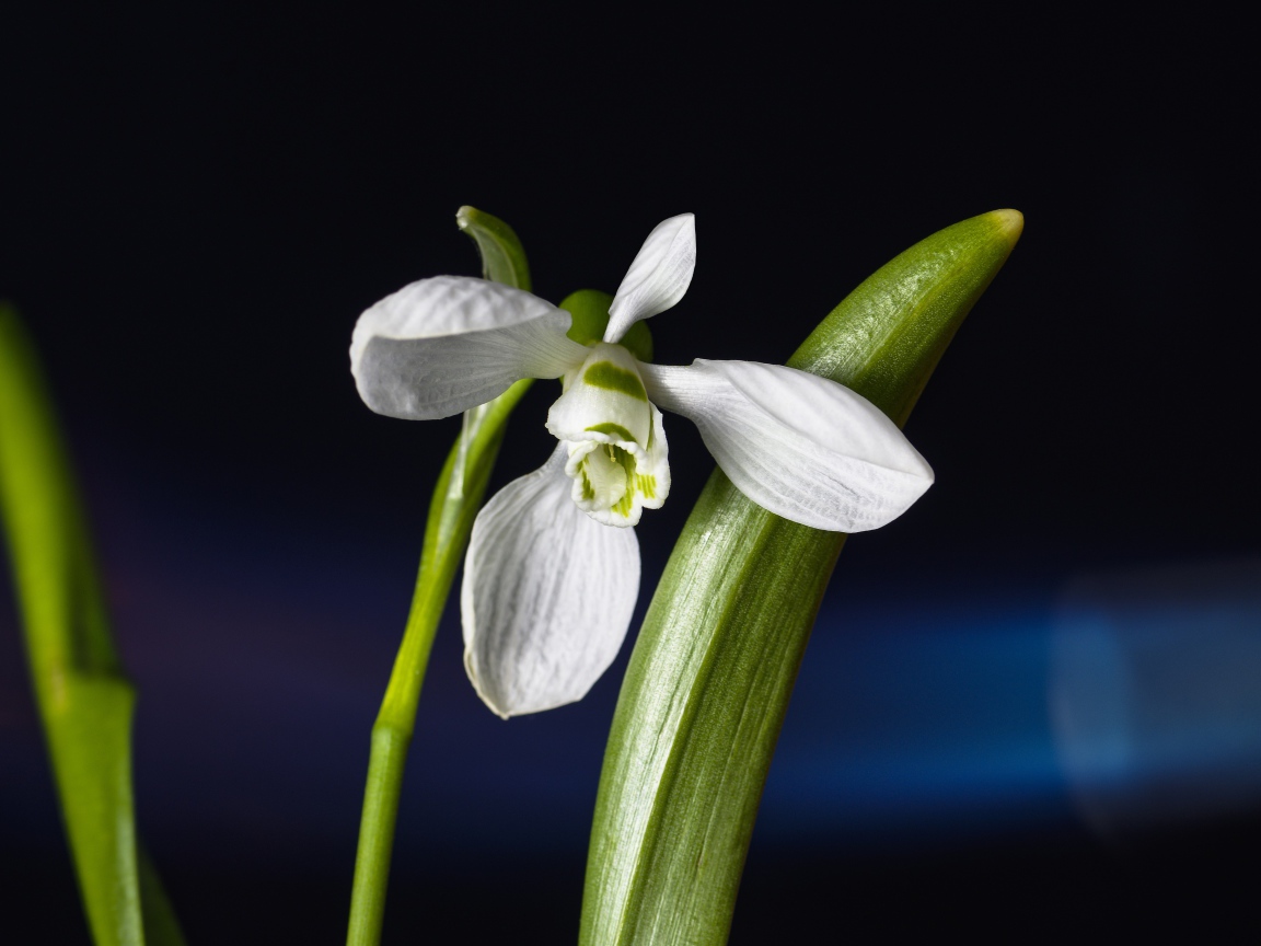 Нежный белый цветок подснежник с зелеными листьями
