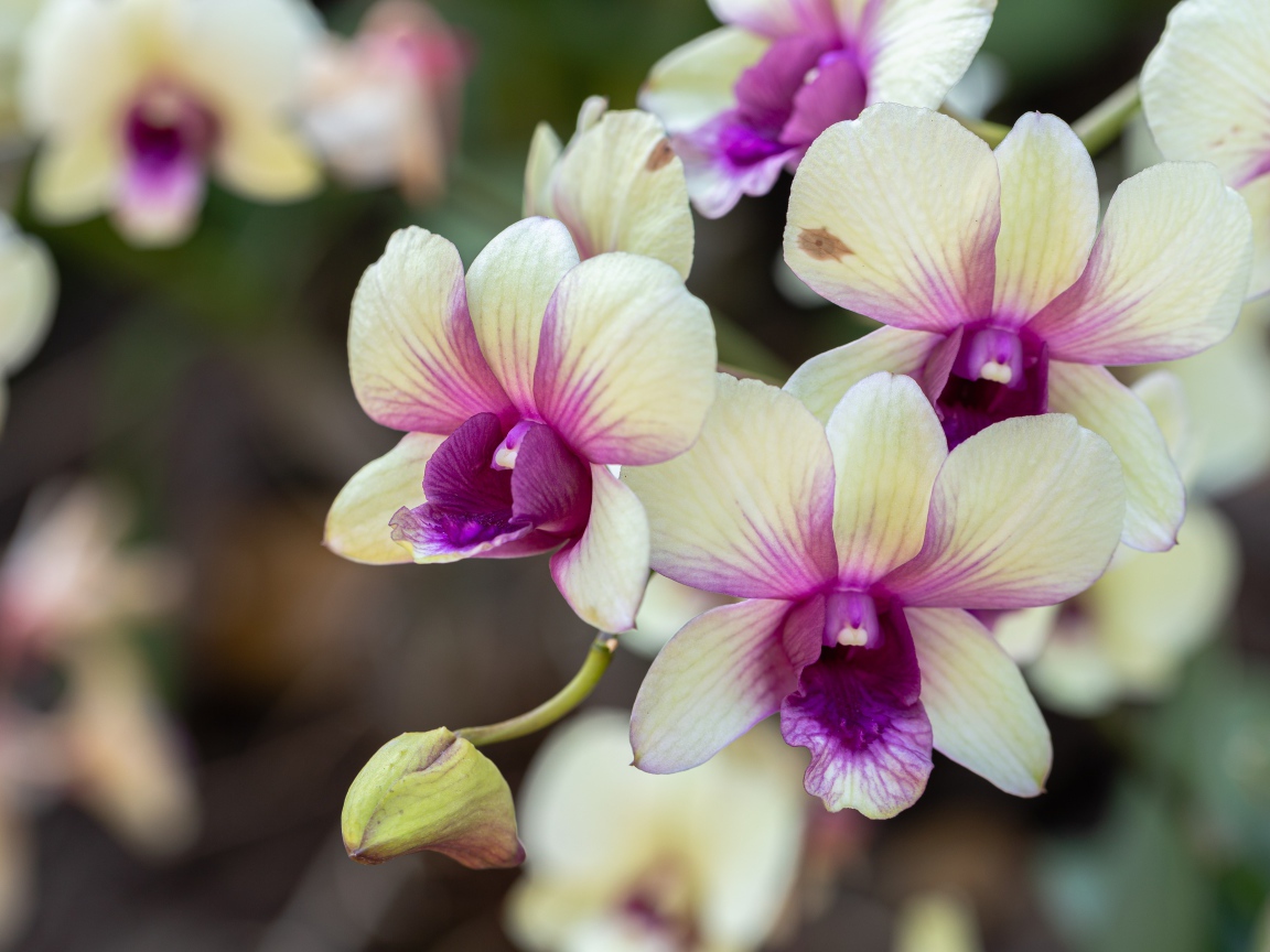 Нежные белые с розовым цветы орхидеи