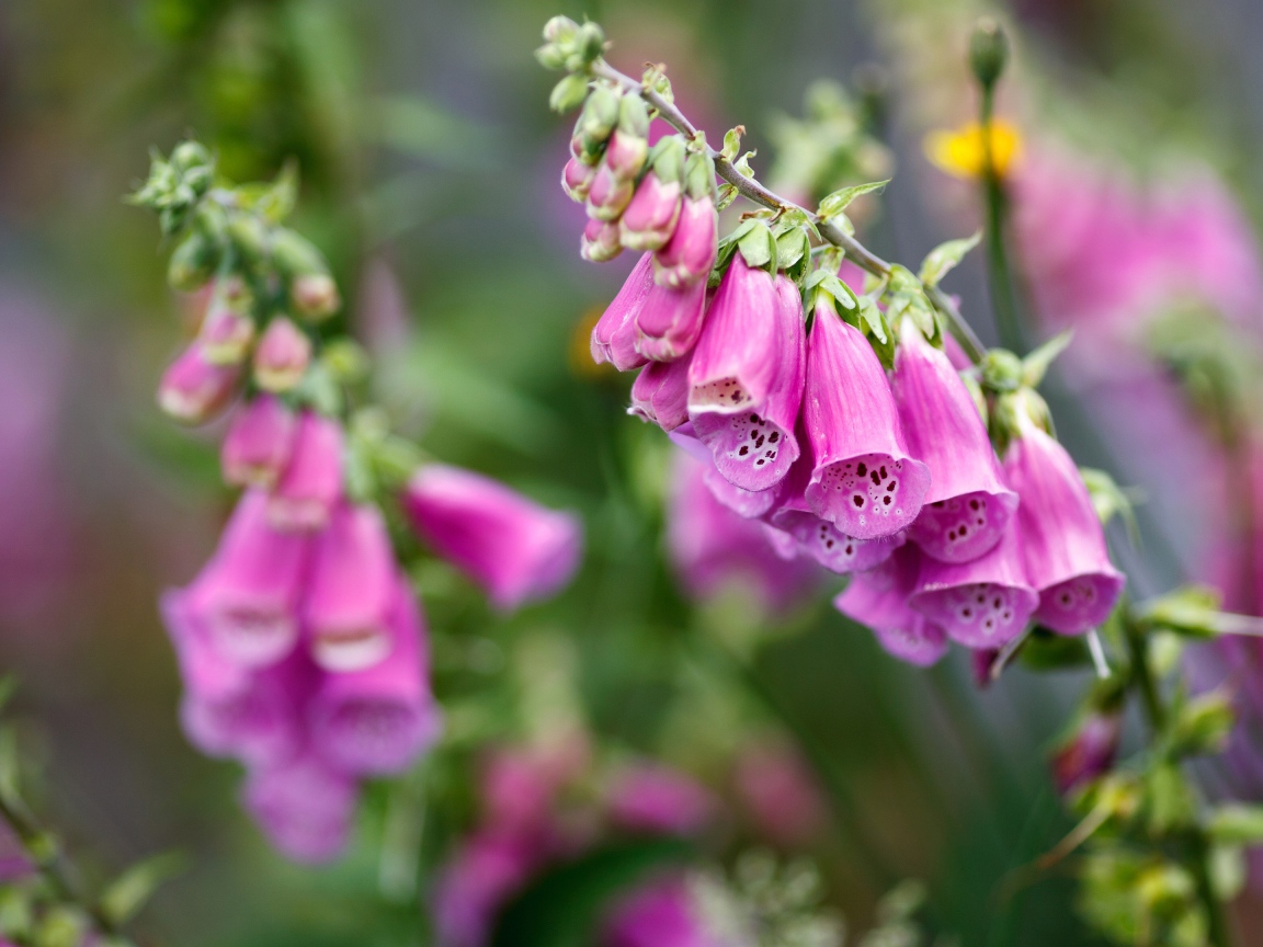 Розовые цветы наперстянка крупным планом  на клумбе