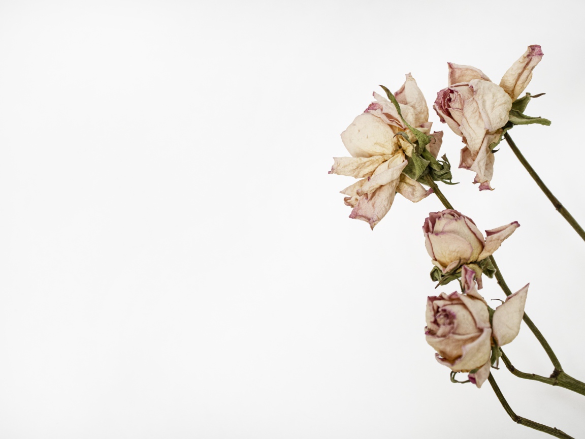 Засохшие розовые розы на белом фоне